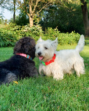 Load image into Gallery viewer, Dog Collar