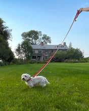 Load image into Gallery viewer, Dog Collar and Leash