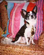 Load image into Gallery viewer, Dog Collar and Leash