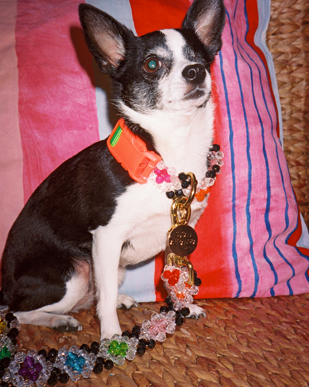 Dog Collar and Leash