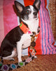 Dog Collar and Leash