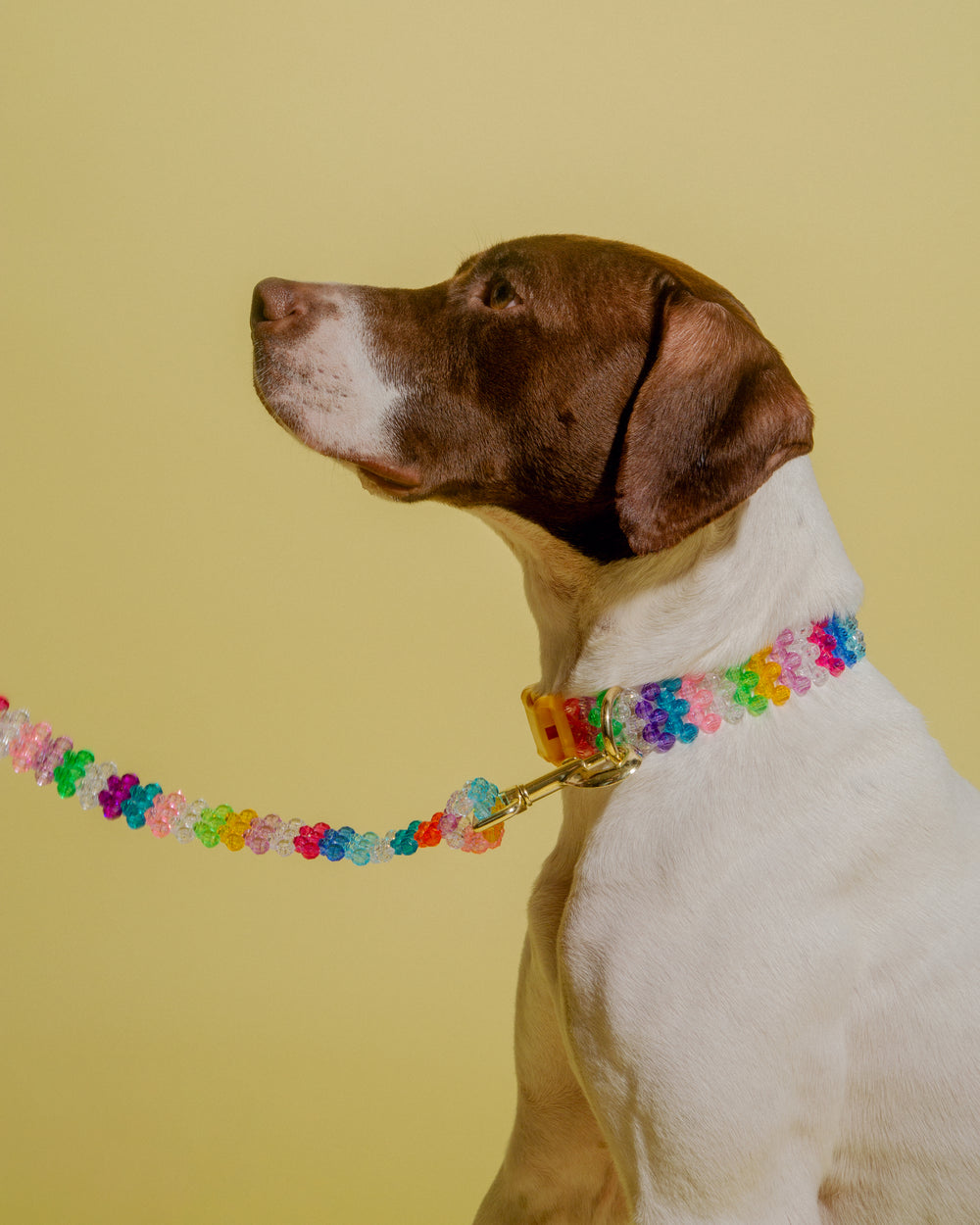 Merry Dog Collar and Leash