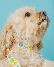 Load image into Gallery viewer, Dog Collar