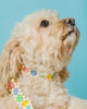 Dog Collar