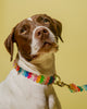 Dog Collar