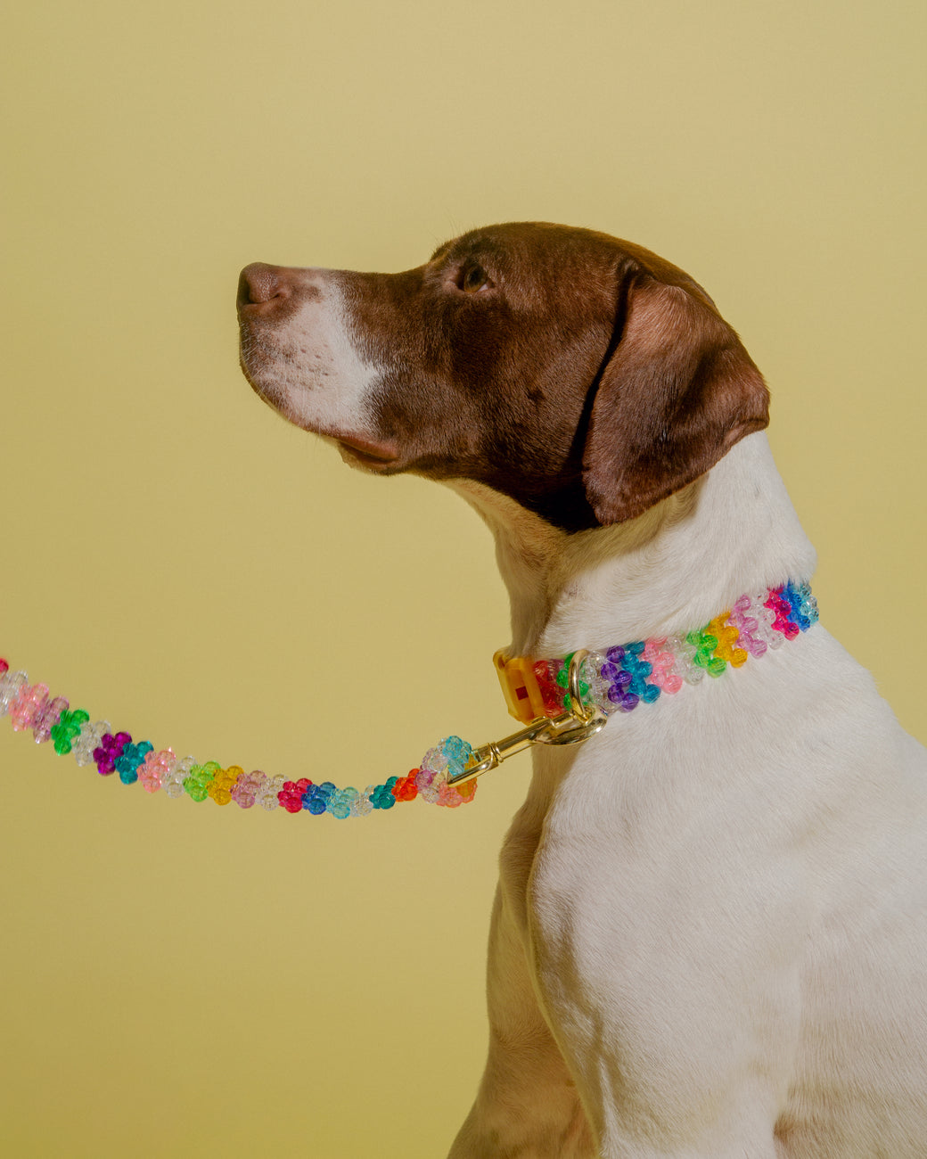 Dog Leash