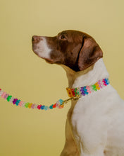 Load image into Gallery viewer, Dog Collar and Leash