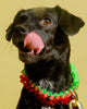 Dog Collar