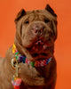 Dog Collar