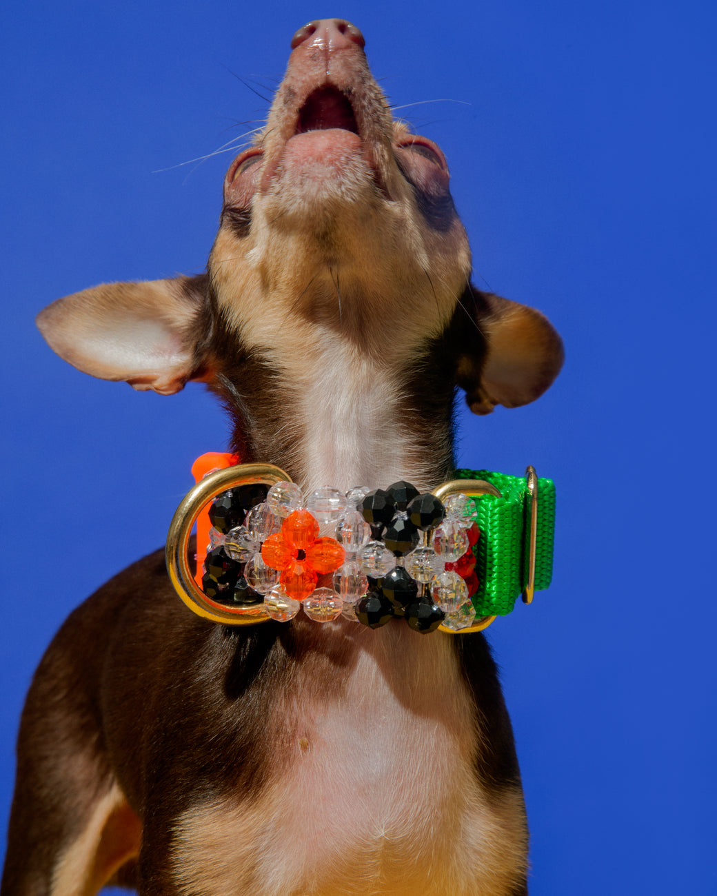 Dog Collar