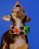 Dog Collar