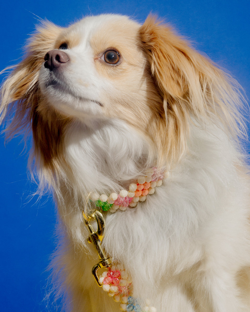 Dog Leash