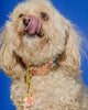 Dog Collar