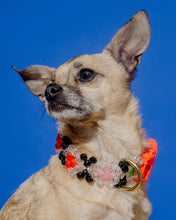 Load image into Gallery viewer, Dog Collar and Leash