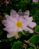 Waterlily Plates