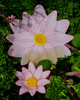 Waterlily Ramekins